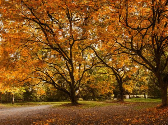 Christmas at the tube image